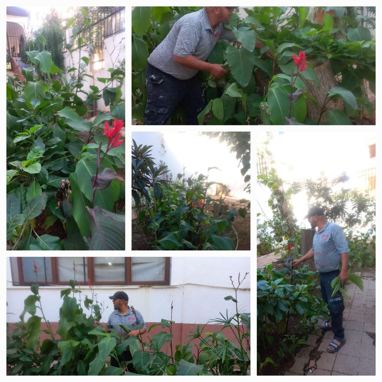 نادي الأخضر للعناية بالنباتات